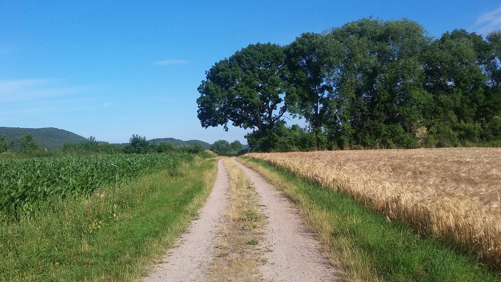 Landgasthof Zur Untermuehle Datterode エクステリア 写真